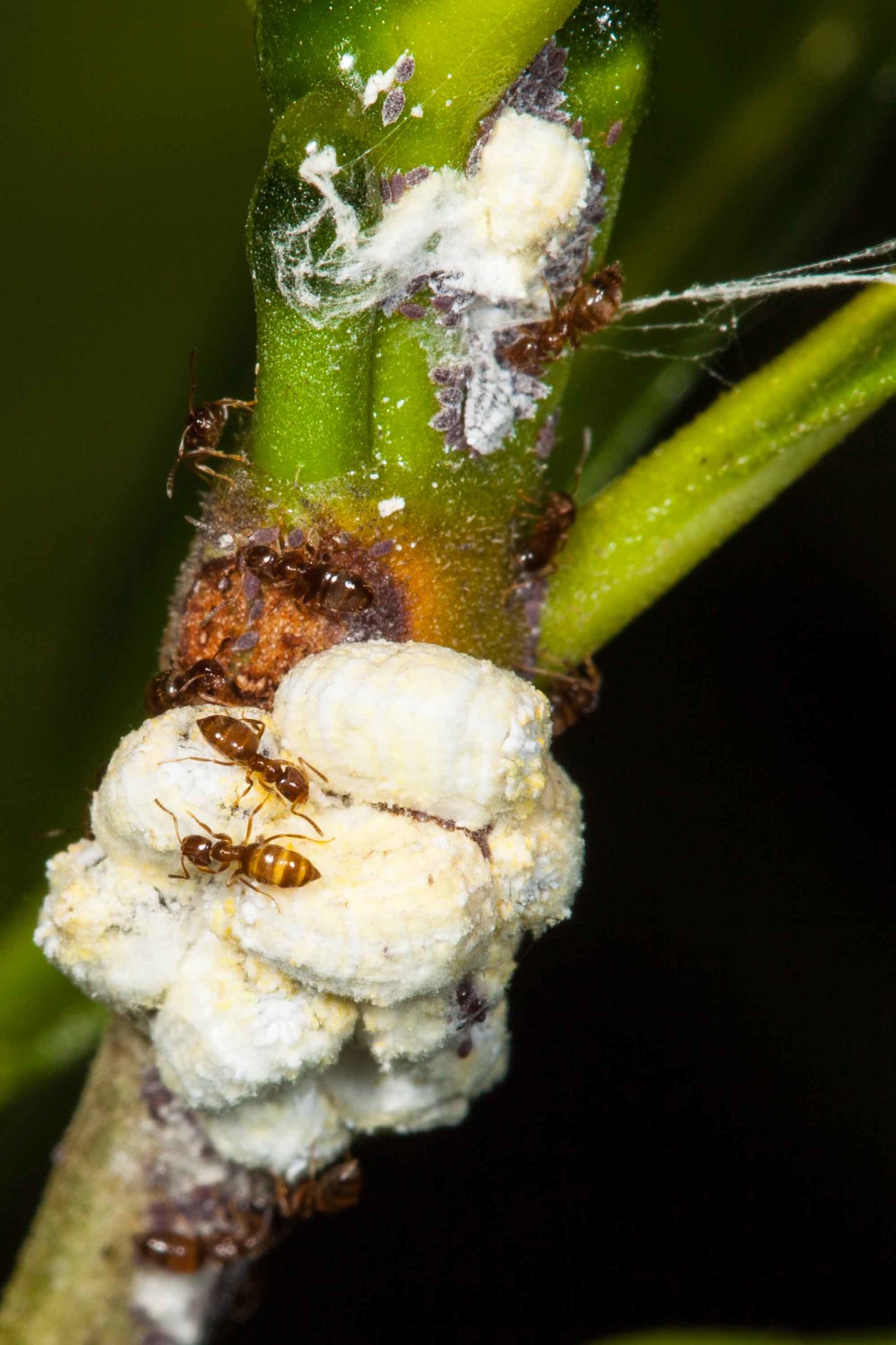 Brachymyrmex cordemoyi