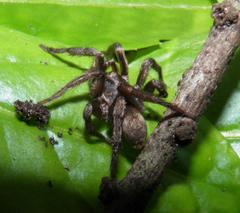 Stenoterommata platensis