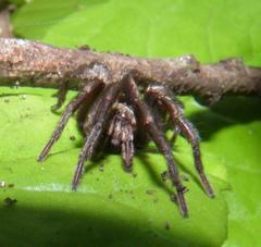 Stenoterommata platensis