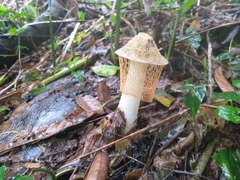 Phallus haitangensis