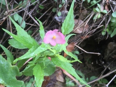 Ringed Begonia (Begonia annulata)