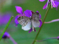 Entephria caesiata