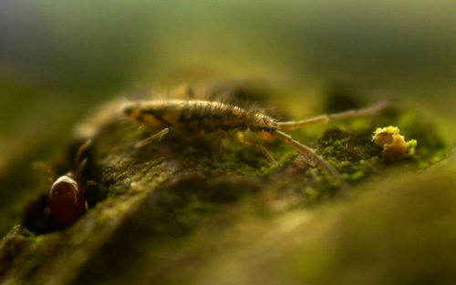 Entomobrya intermedia, photo 7 of 7