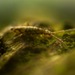 Entomobrya intermedia - Photo (c) Sam R, alguns direitos reservados (CC BY-NC), uploaded by Sam R