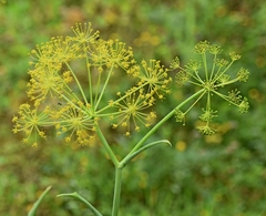 Thapsia garganica