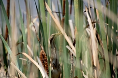 Ixobrychus involucris