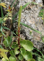 Umbilicus horizontalis