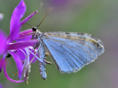 Grey Mountain Carpet