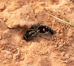 Traumatomutilla spectabilis