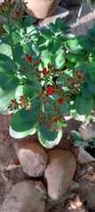 Kalanchoe