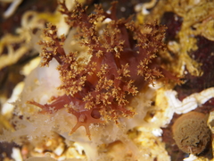 Dendronotus