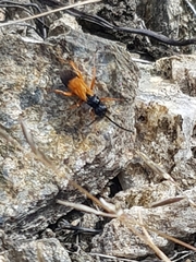 Priocnemis conformis