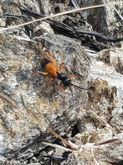 Priocnemis conformis