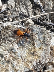 Priocnemis conformis