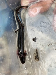 Stereochilus marginatus