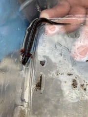 Stereochilus marginatus