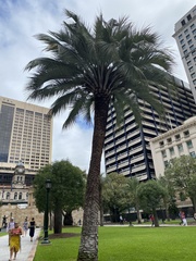 Arecaceae