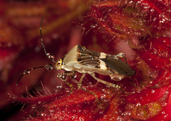 Hypselonotus lineatus