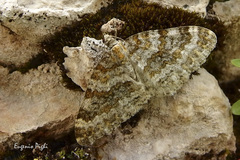 Entephria flavicinctata