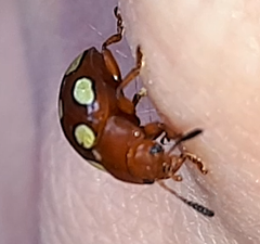 Stilodes flavosignata