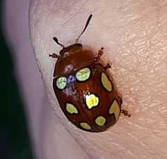 Stilodes flavosignata