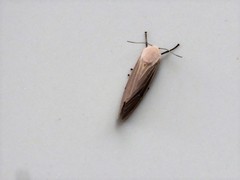 Creatonotos transiens vacillans