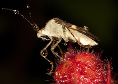 Hypselonotus lineatus