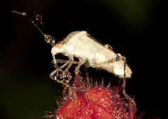 Hypselonotus lineatus