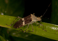 Hypselonotus lineatus
