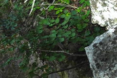 Styrax platanifolius