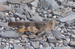 Spharagemon saxatile