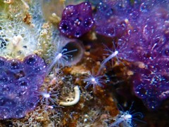 Distaplia