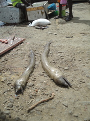 Gymnothorax polygonius