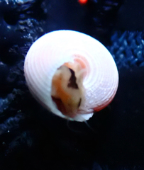 Calliostoma ligatum