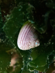 Calliostoma ligatum