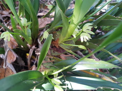 Maxillaria nagelii