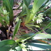 Maxillaria nagelii - Photo (c) ecosdelatierraac,  זכויות יוצרים חלקיות (CC BY-NC), הועלה על ידי ecosdelatierraac