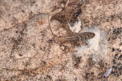 Orchesella quinquefasciata