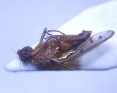 Opomyza florum