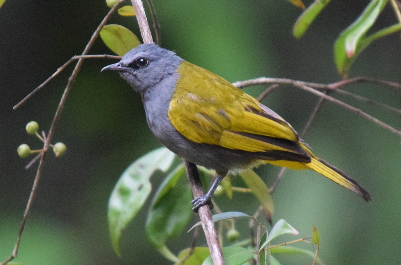 Gray-Bellied Bulbul