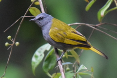 Rubigula cyaniventris