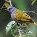 Grey-bellied Bulbul - Photo (c) Tan Kok Hui, some rights reserved (CC BY-NC), uploaded by Tan Kok Hui