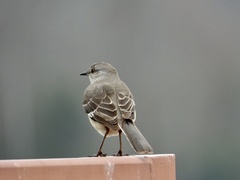 Mimus polyglottos image