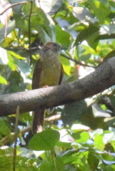 Brown-Cheeked Bulbul photo 4