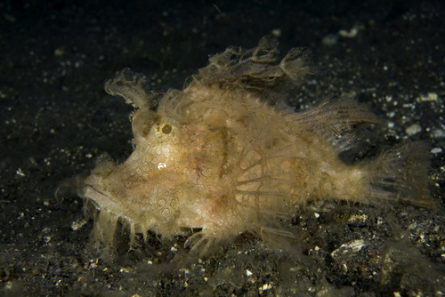 Weedy Scorpionfish (Rhinopias frondosa)