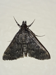 Proternia philocapna
