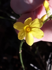 Jasminum nudiflorum