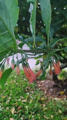 Iochroma fuchsioides