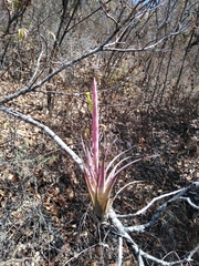 Tillandsia achyrostachys