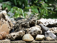 Sceloporus aureolus